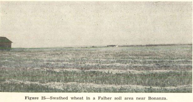 Whjeat Field near Bonanza from U of A