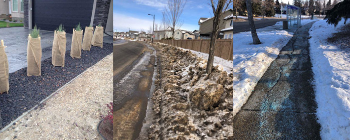Three images. First image of tree trunks in burlap sacks. Second image of tree trunks encased in snow. Third image of salt on pathway