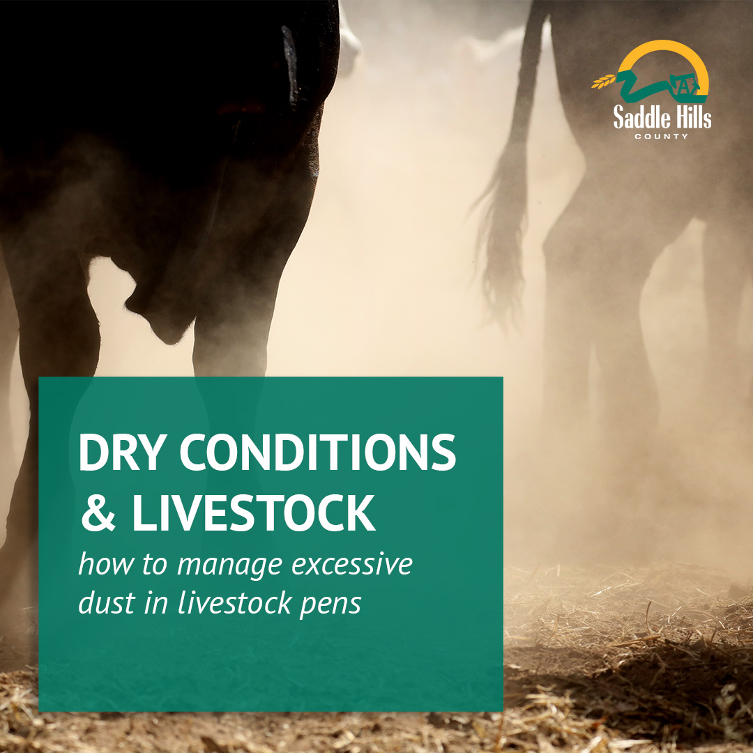Image of How to Manage Excessive Dust in Livestock Pens