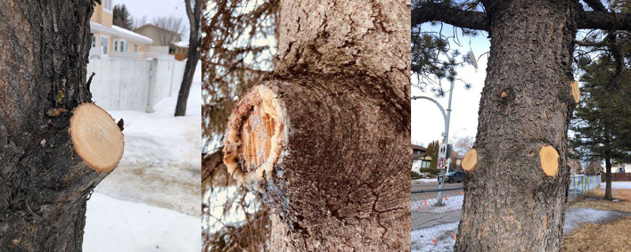 Three images of tree branches pruned to heal a wound
