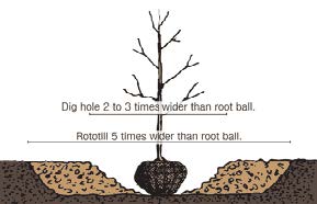 image of tree planting diagram