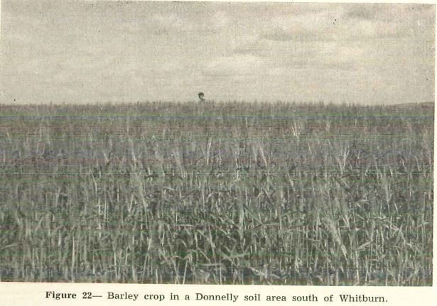 Barley Crop South of Witburn from U of A