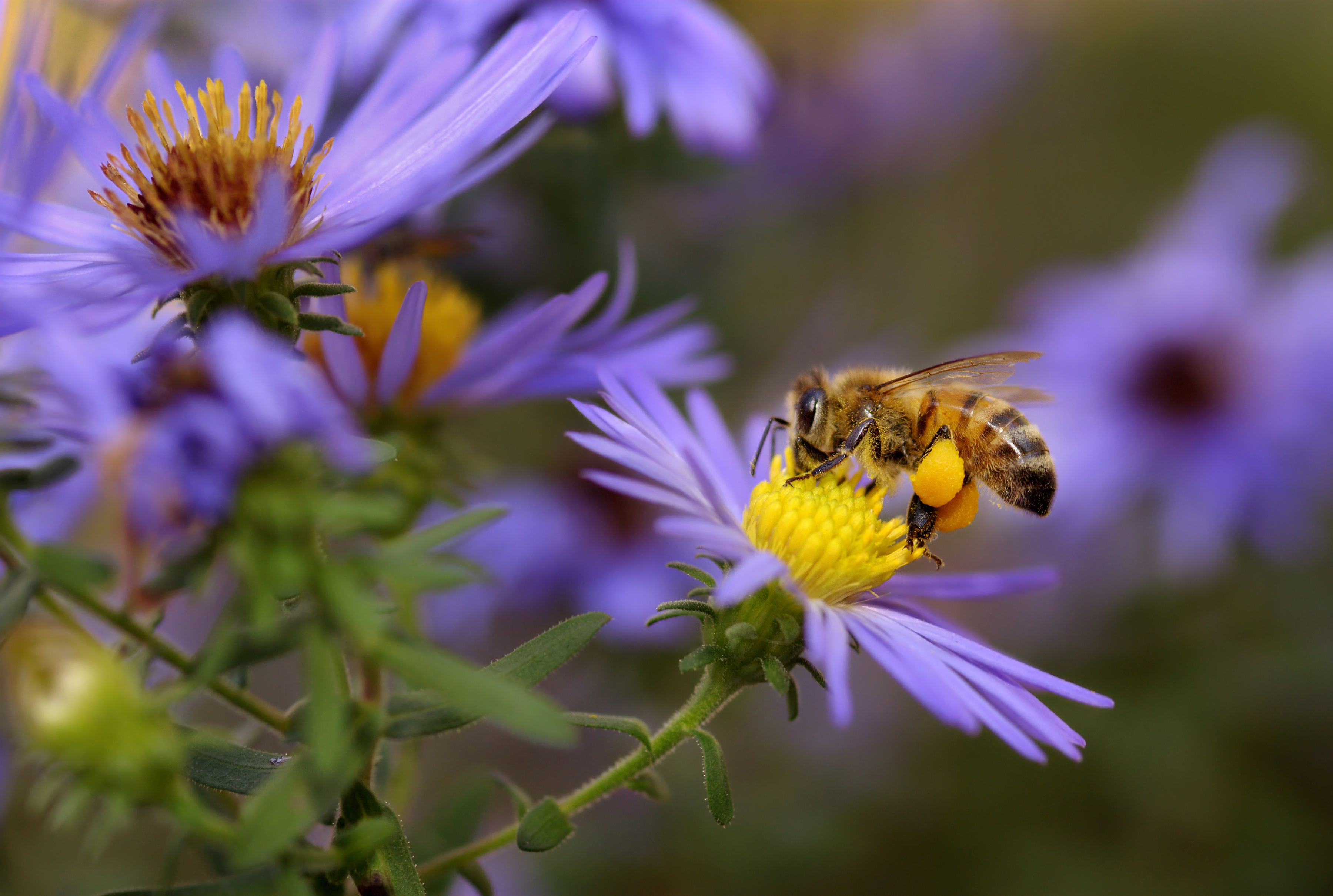 Image of Honey Bee on Flower