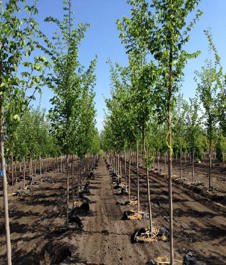 Image of rows of planted trees in baskets