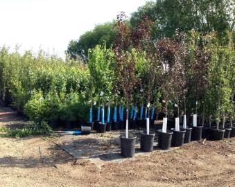 Variety of sizes of potted trees and shrubs