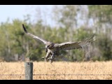 Image of Owl with Mouse