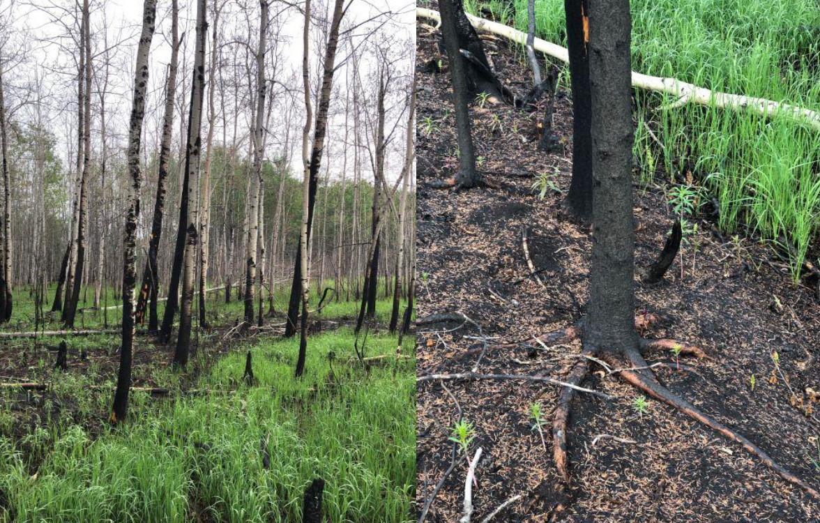 Image of Forest Regeneration