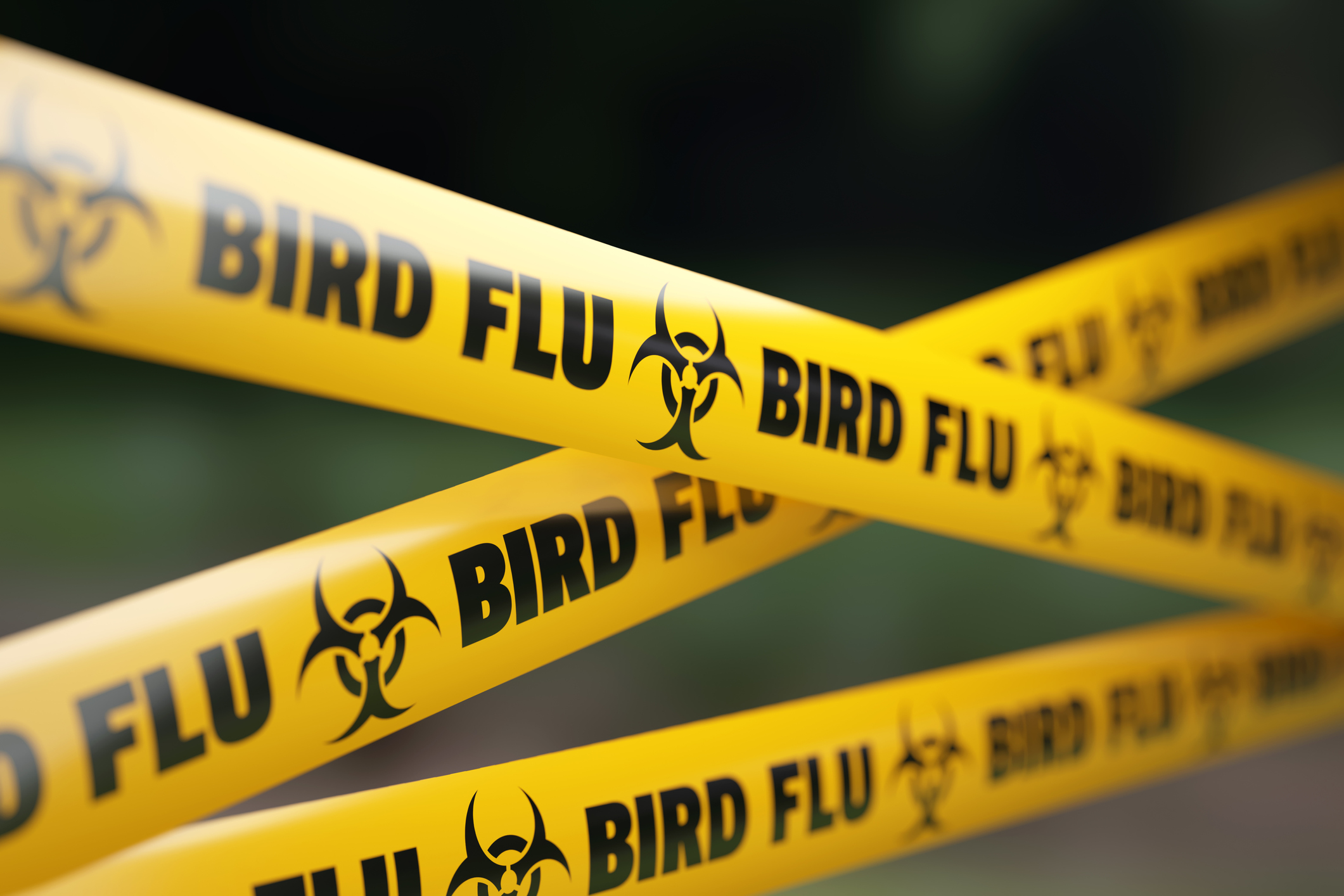 Image of police tape saying avian flu