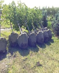 Image of trees in burlap and baskets