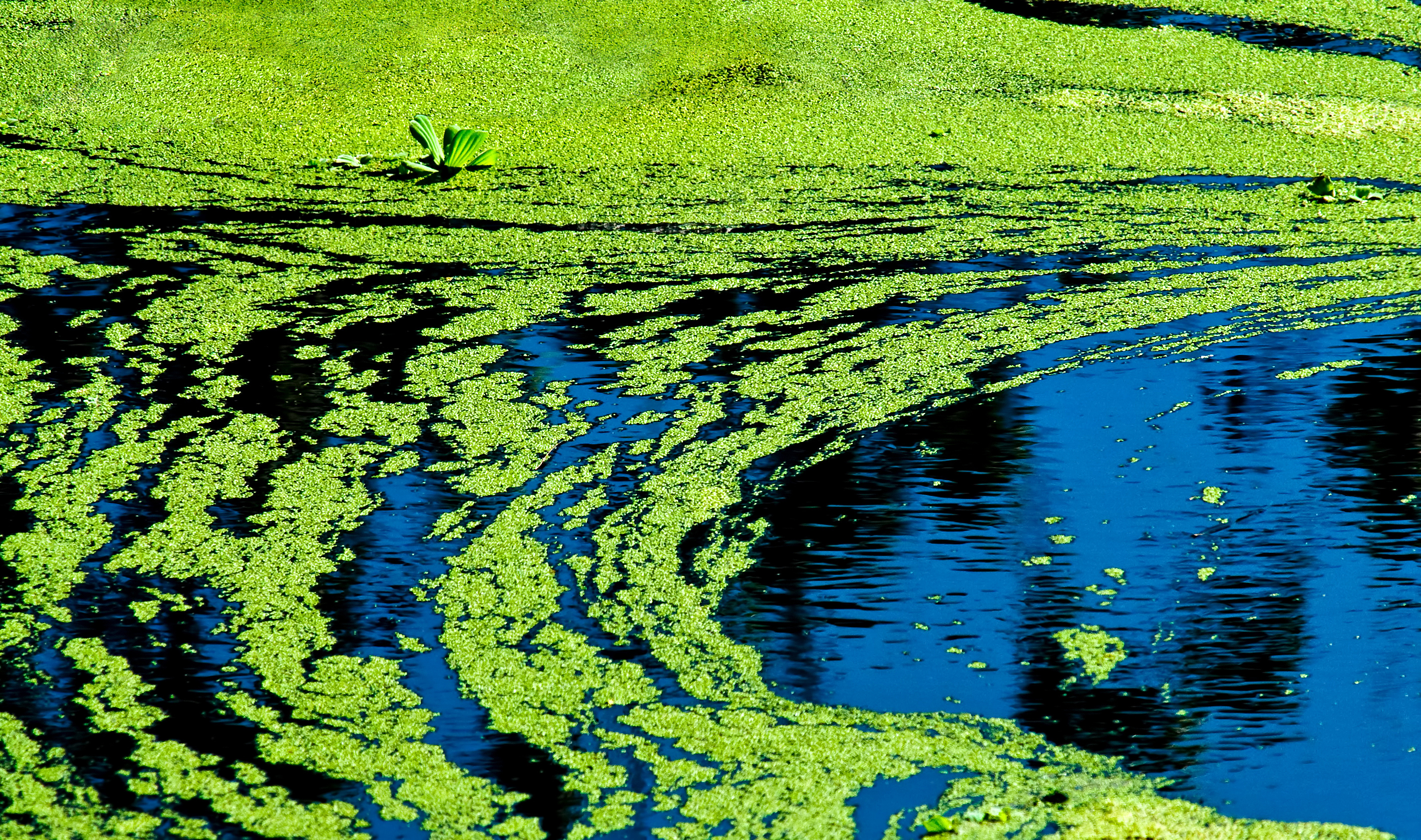 Image of Blue-green Algae