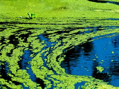 Image of Blue-green Algae