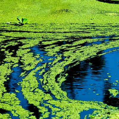Image of Blue-green Algae