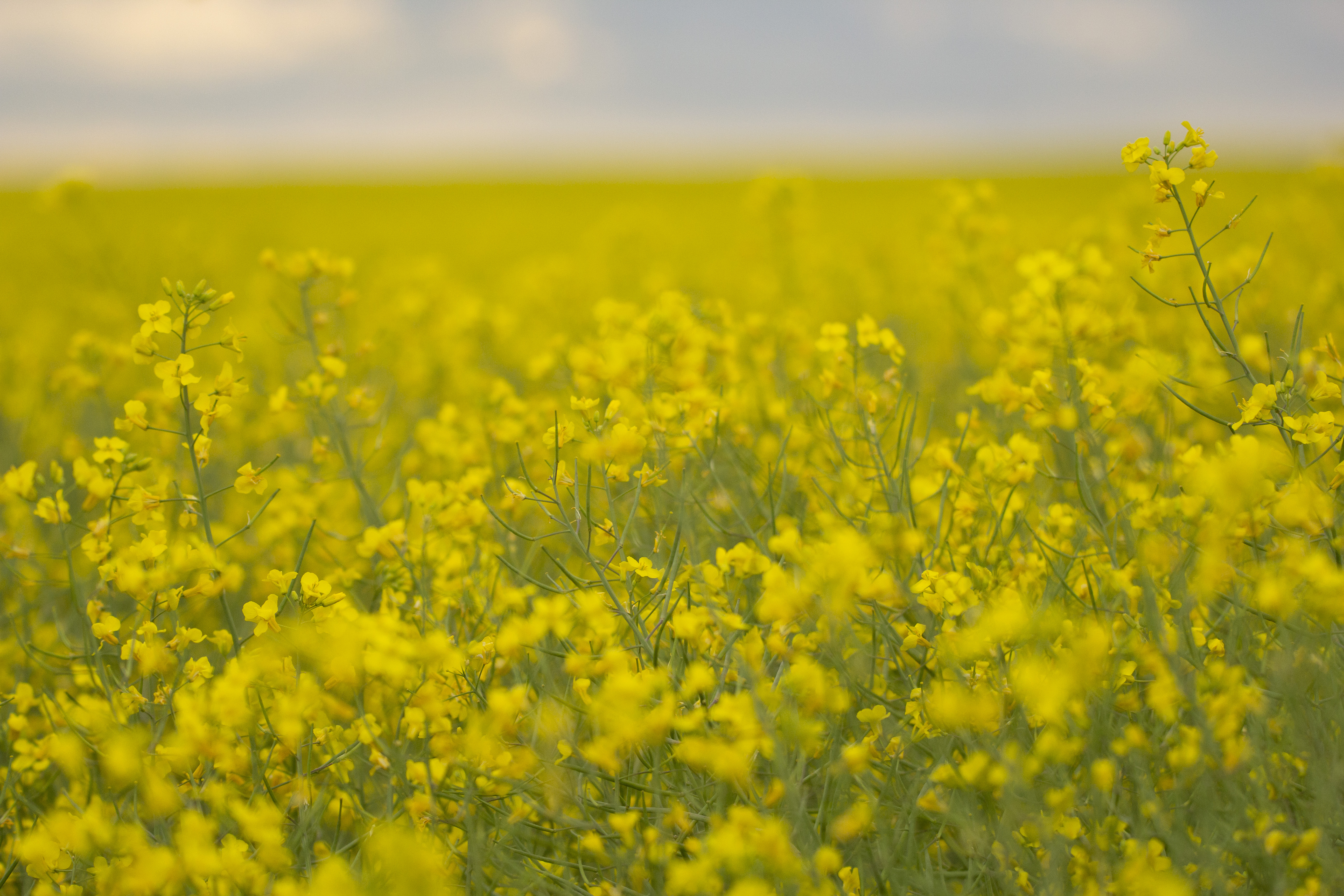 Image of Canola Field