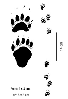 Image of Skunk Prints