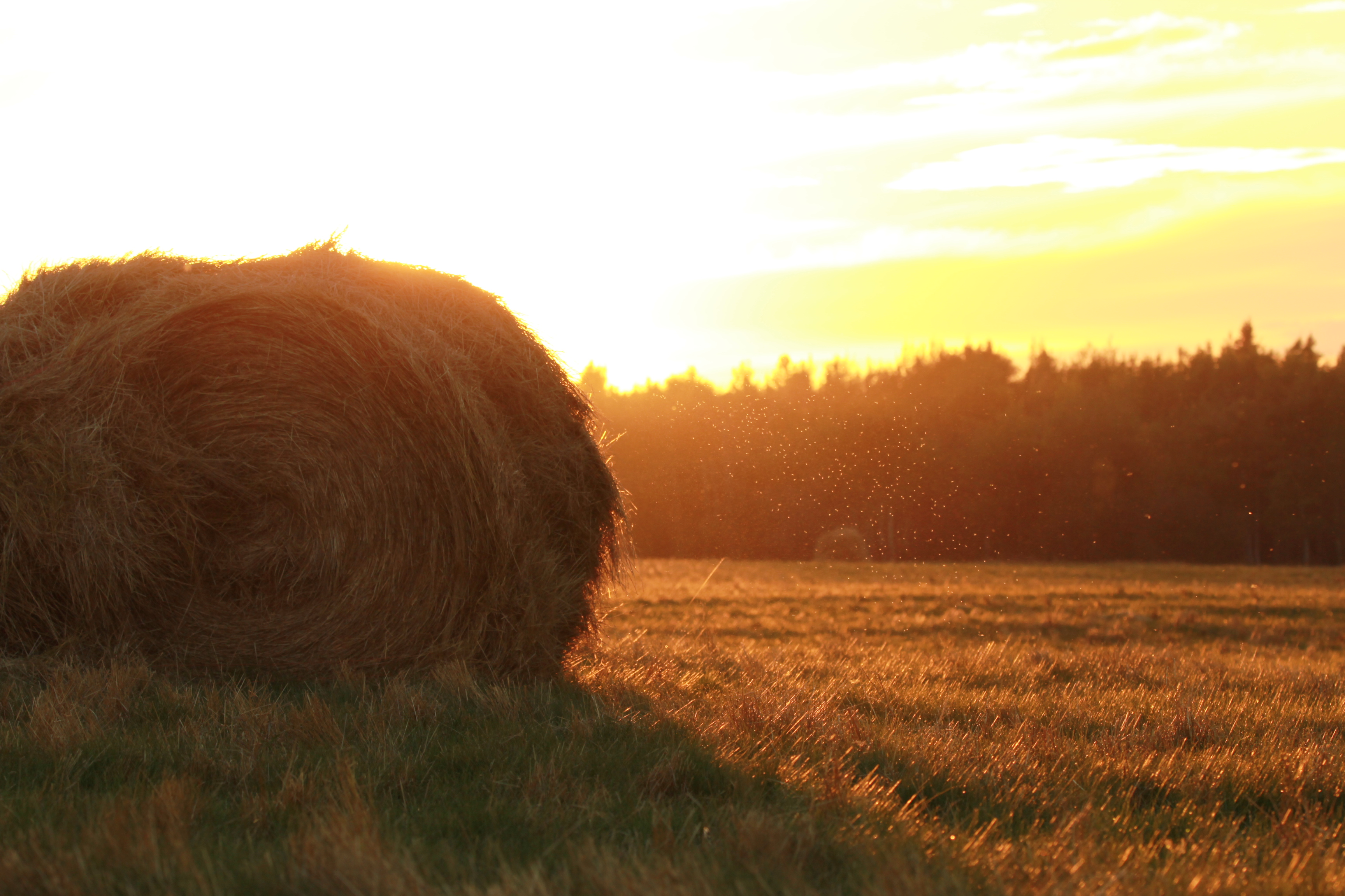 Image of Hay Bale at Sunrise