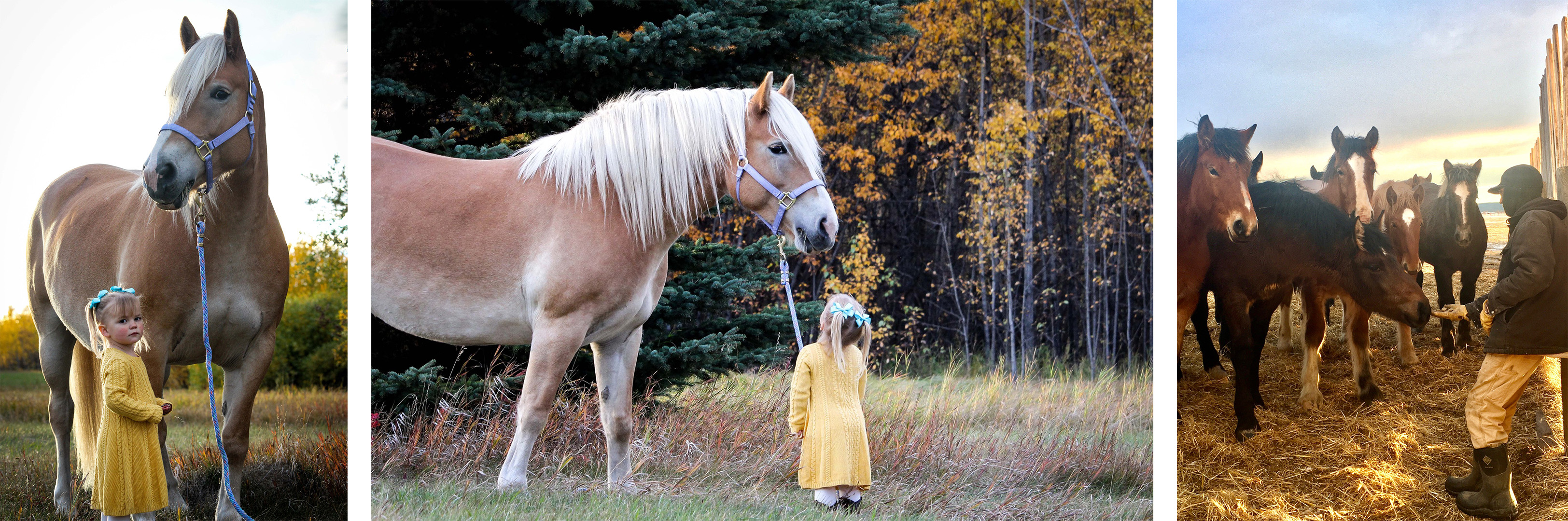 Image of girl and horse and horses