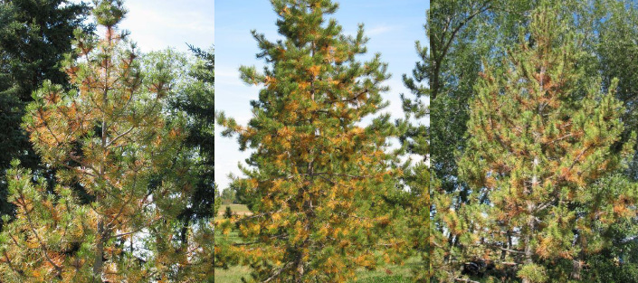 Image of yellowing needles on pine trees, especially near the trunk