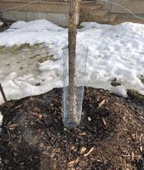 image of donut circle of mulch around tree trunk
