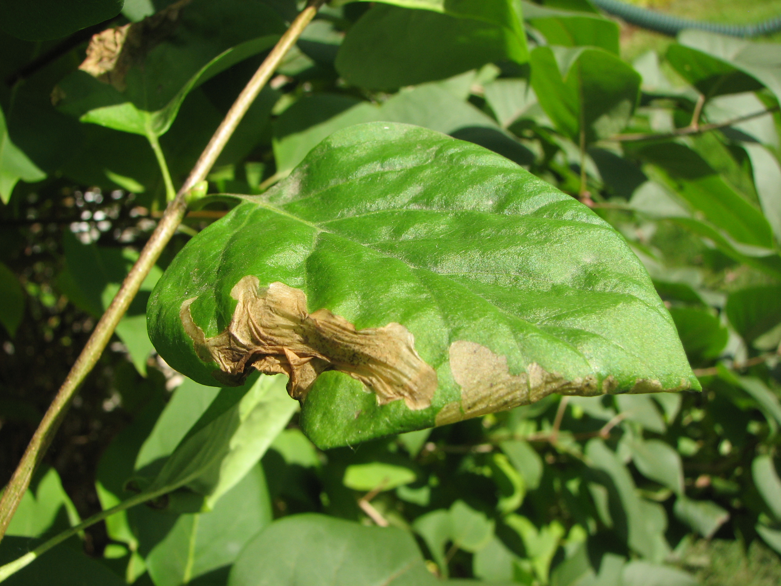 Image of Leafminer Damage