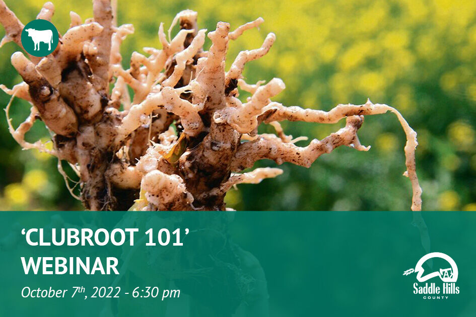 Clubroot Webinar