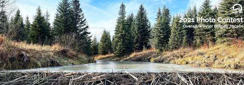 Image of 2021 overall winner photo of beaver dam