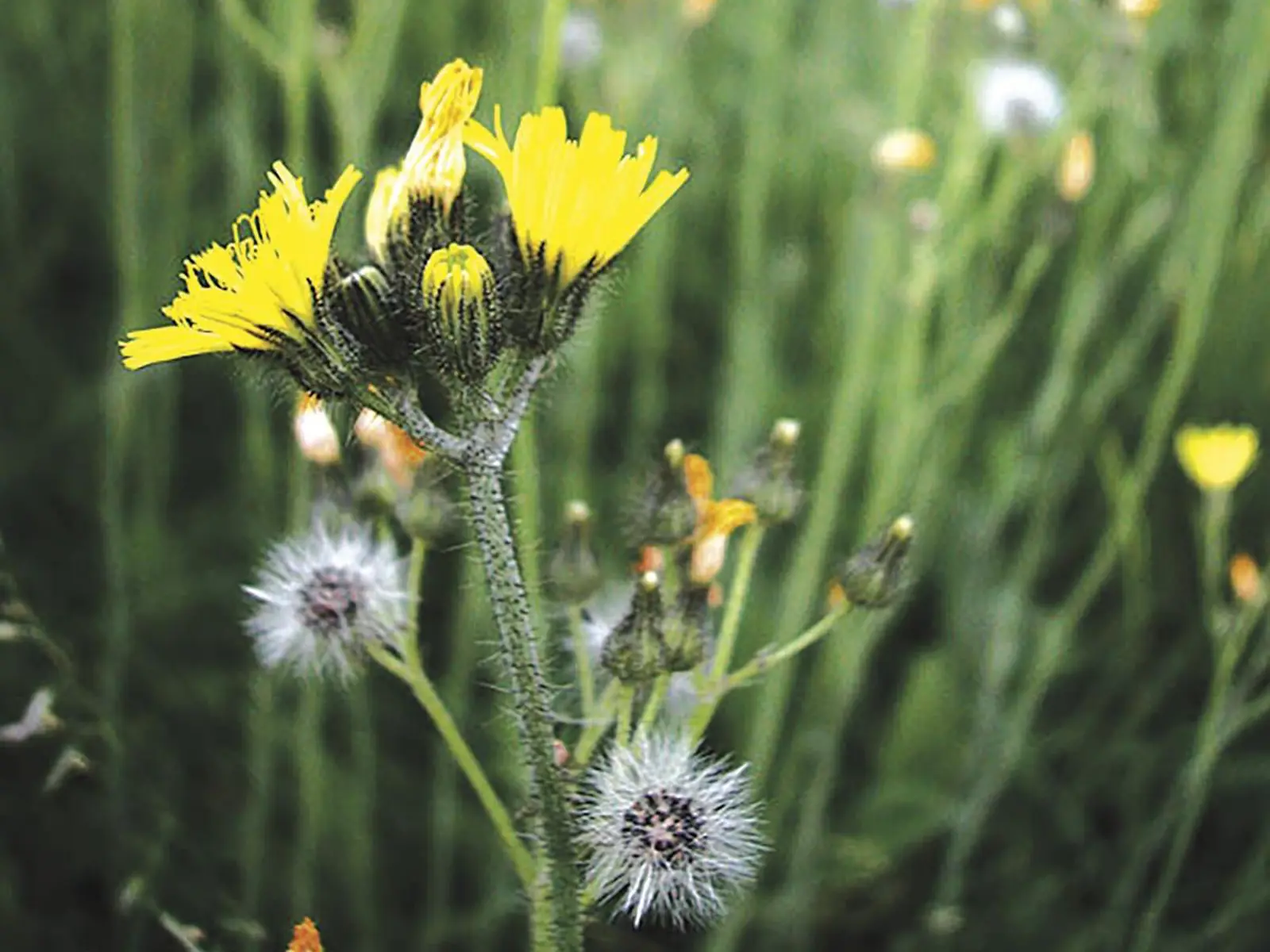 Weed Control | Saddle Hills County