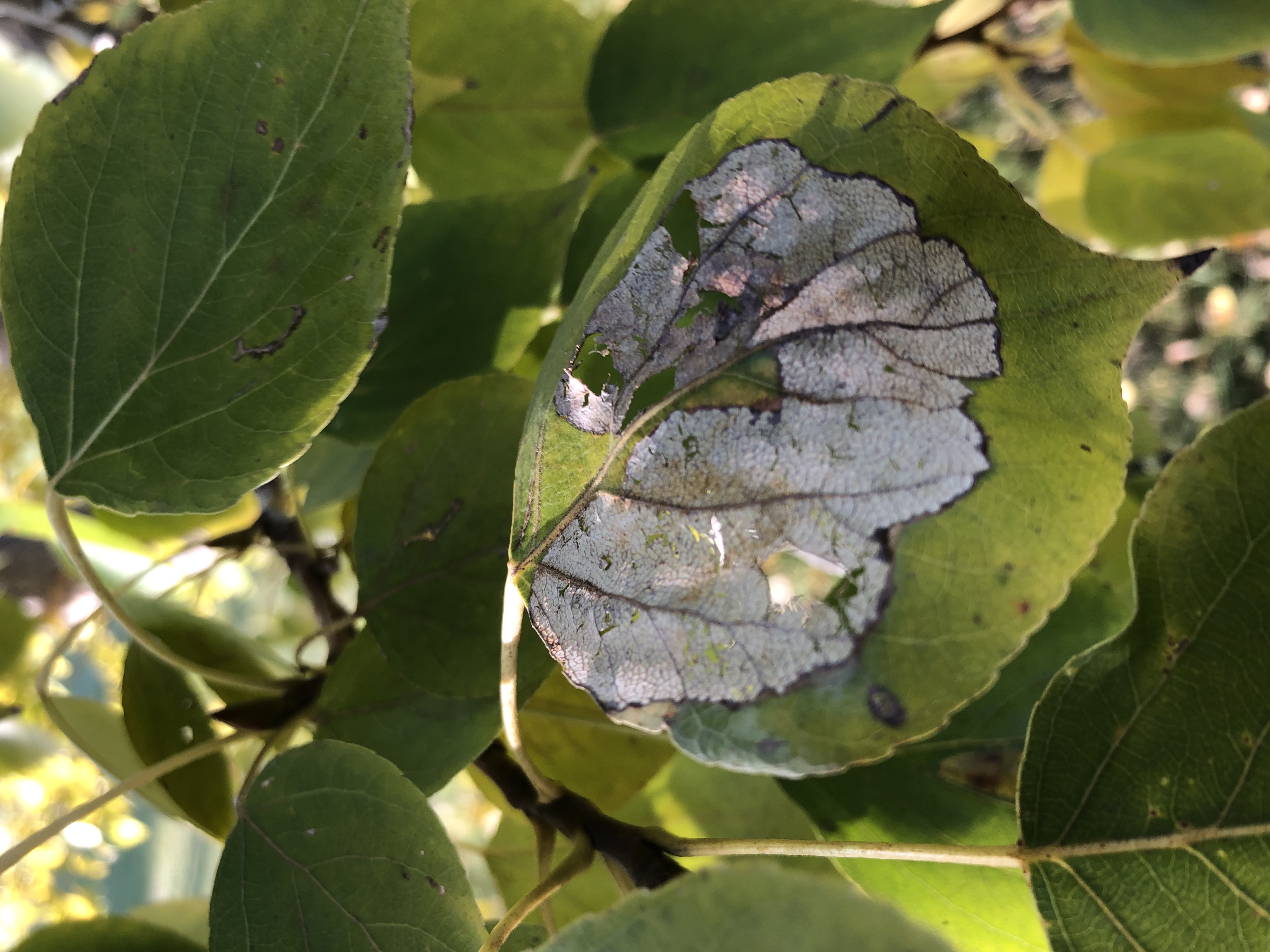 Image of Leafminer Damage