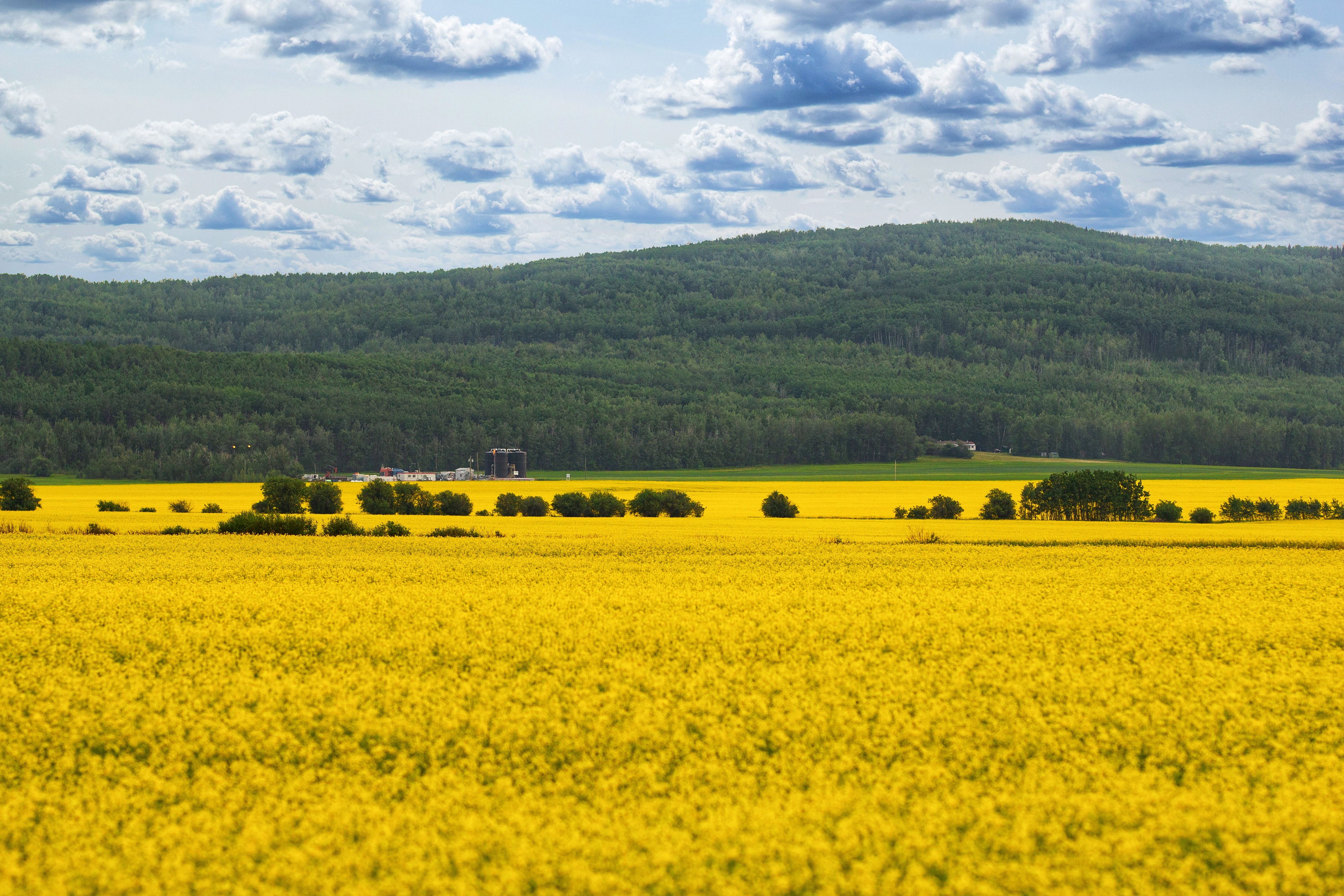 Image of Canola Field