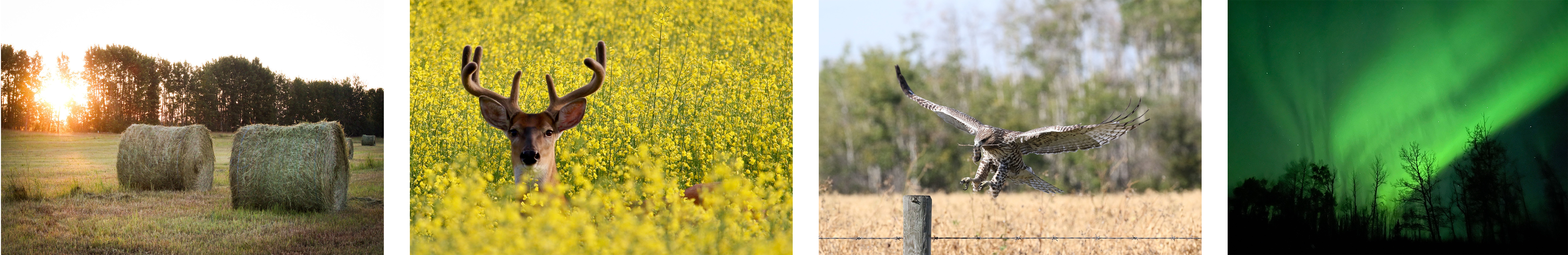 Images of countryside and animals