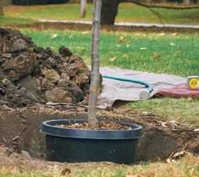 image of tree in pot in a hole illustrating depth