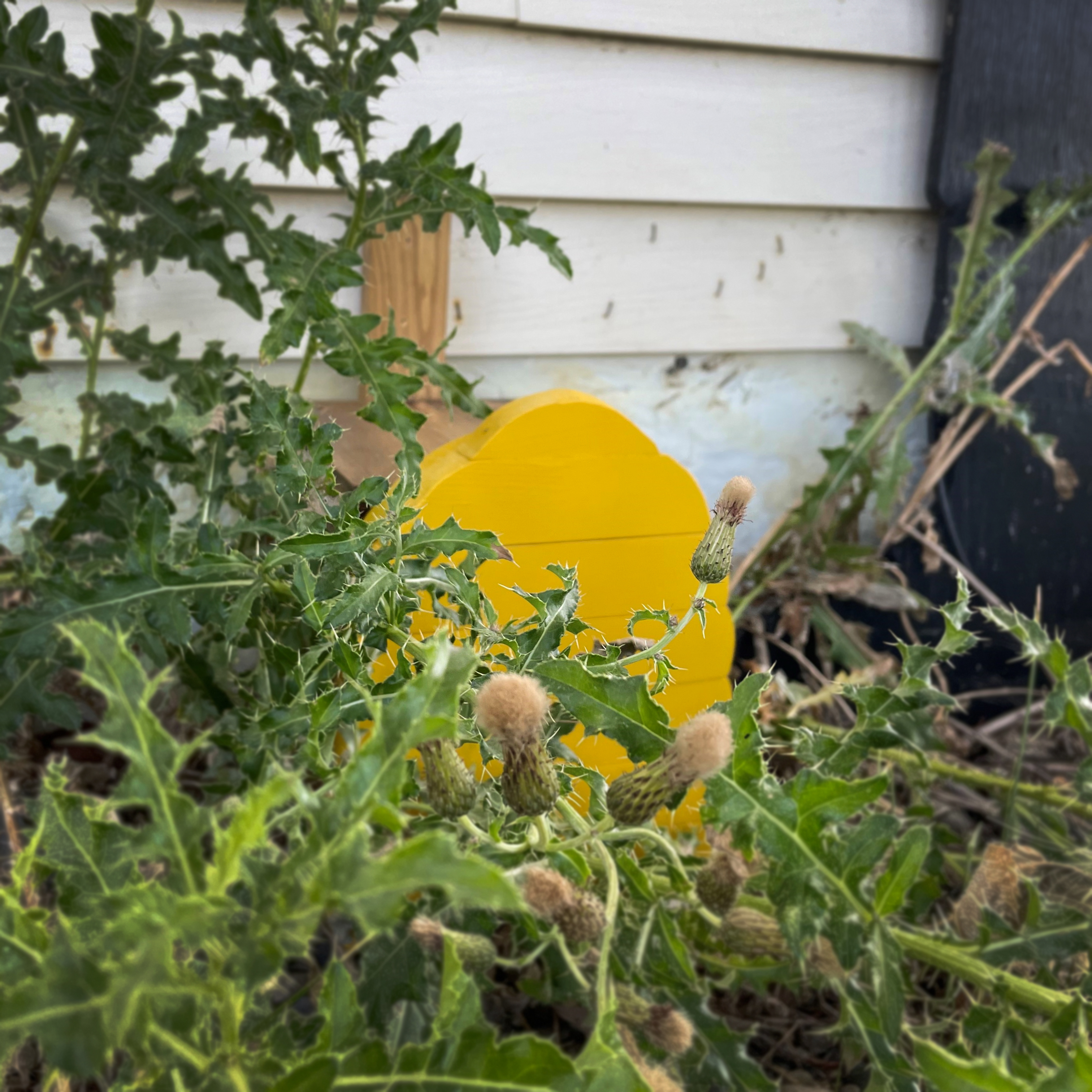 Image of Bonanza Geocache