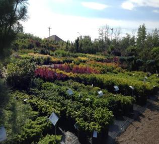 Image of variety of sizes of potted trees and shrubs