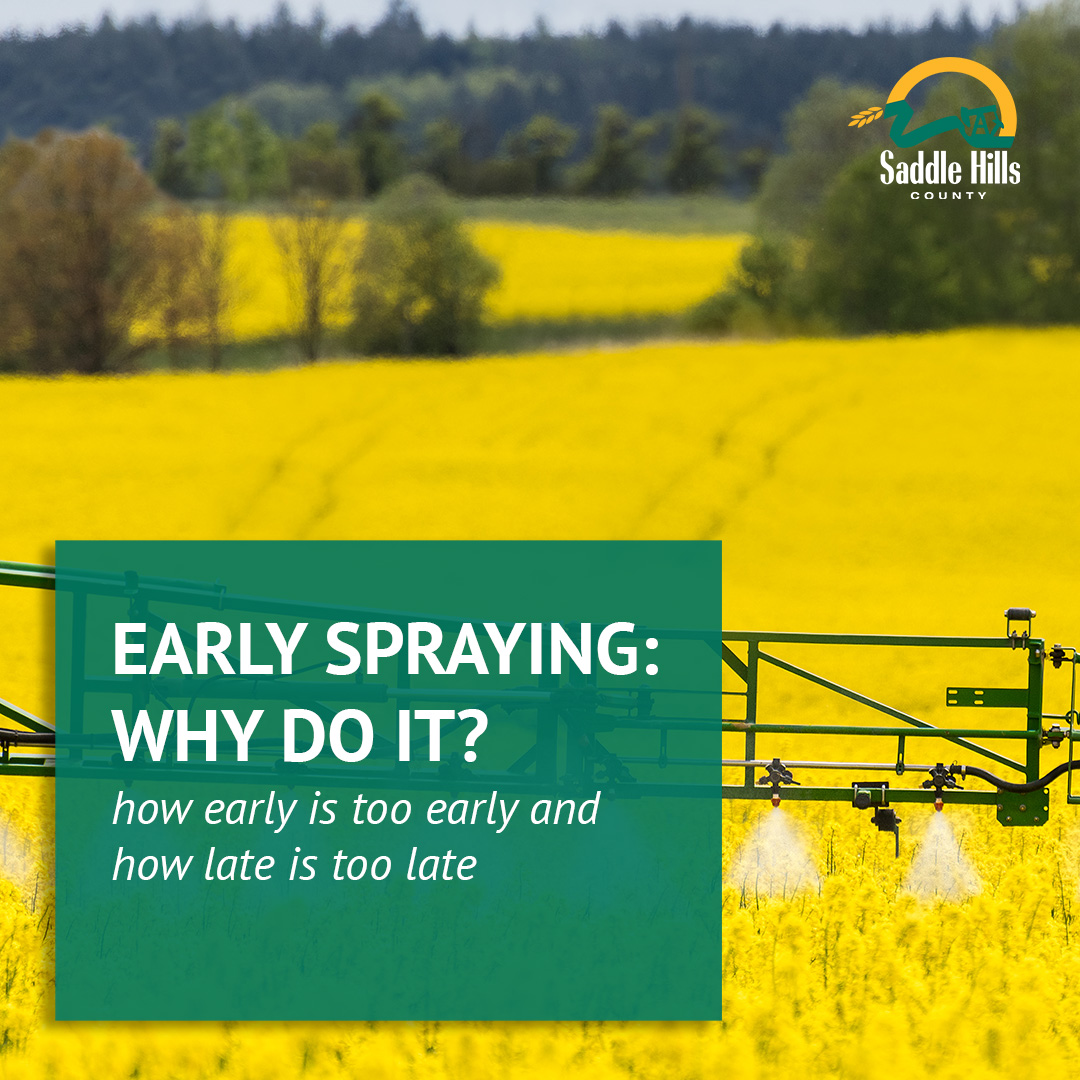 Image of Early Spraying: Why Do It?