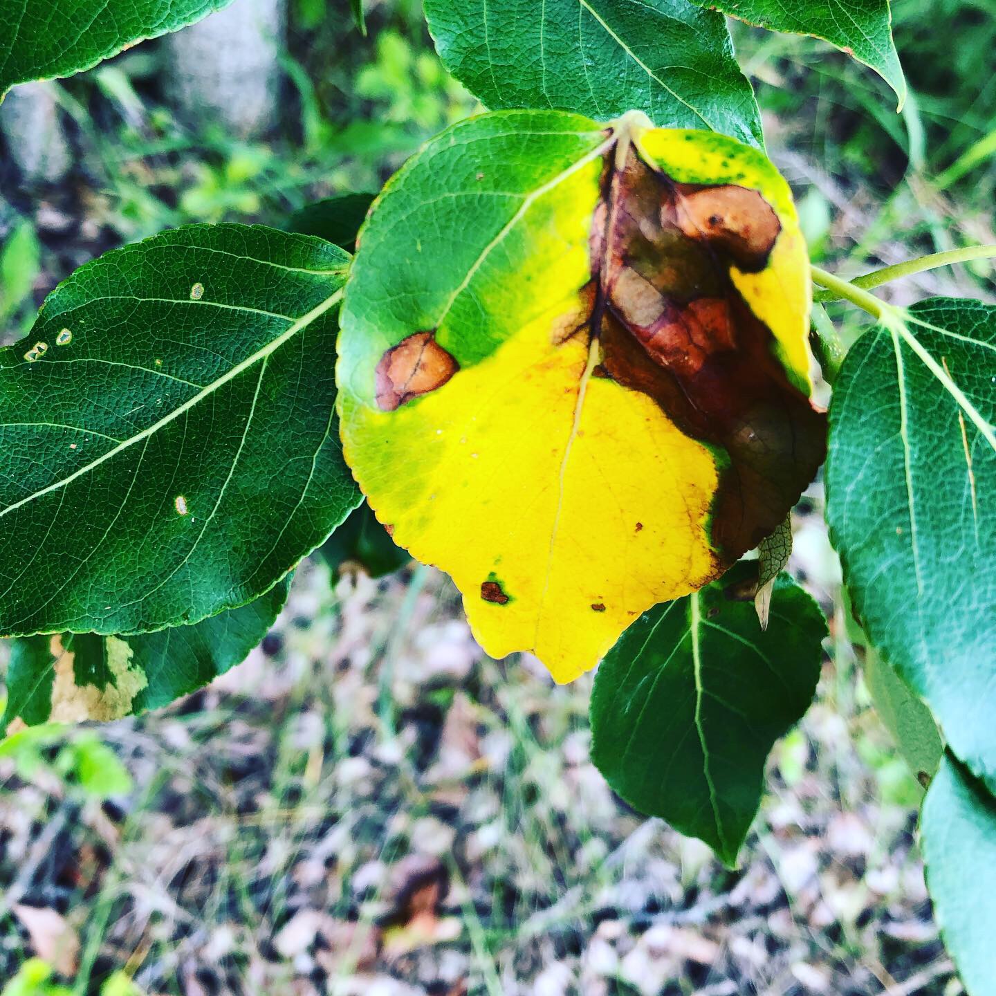 Image of Leafminer Damage