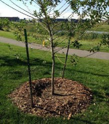 image of tree trunk surrounded by a donut circle of mulch