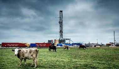 Image of oil rig and cows