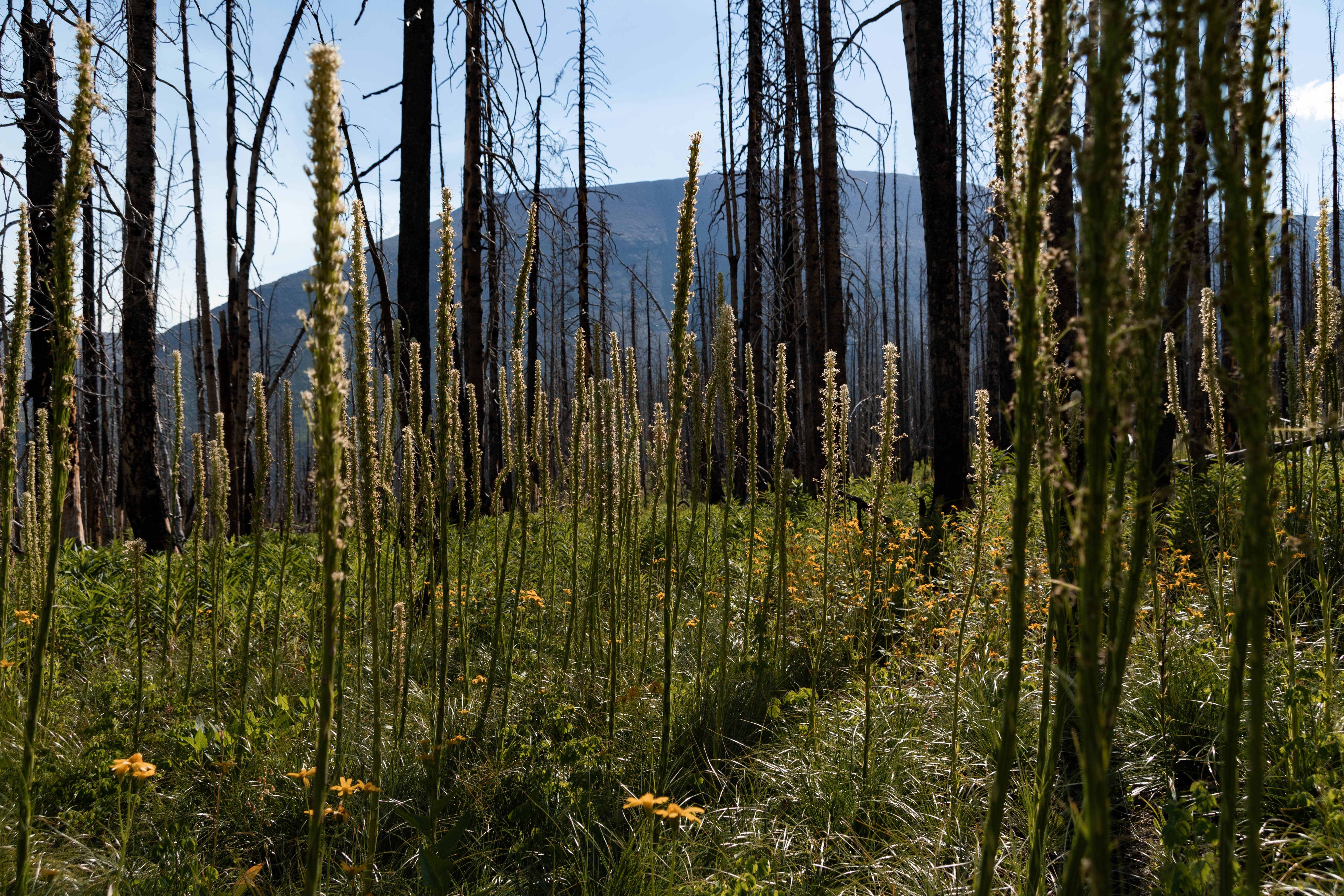 Image of Forest Fire Regrowth