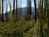 Image of Forest Fire Regrowth