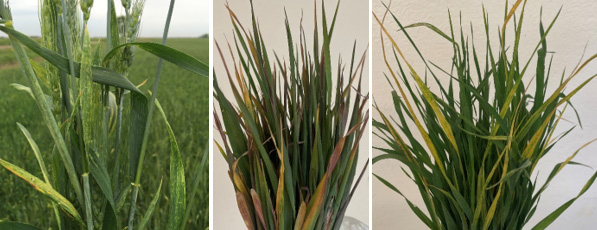 Image of Wheat Streak Mosaic Virus in Plants