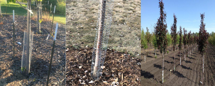 Three images of tree with mesh guards encircling base of trunks