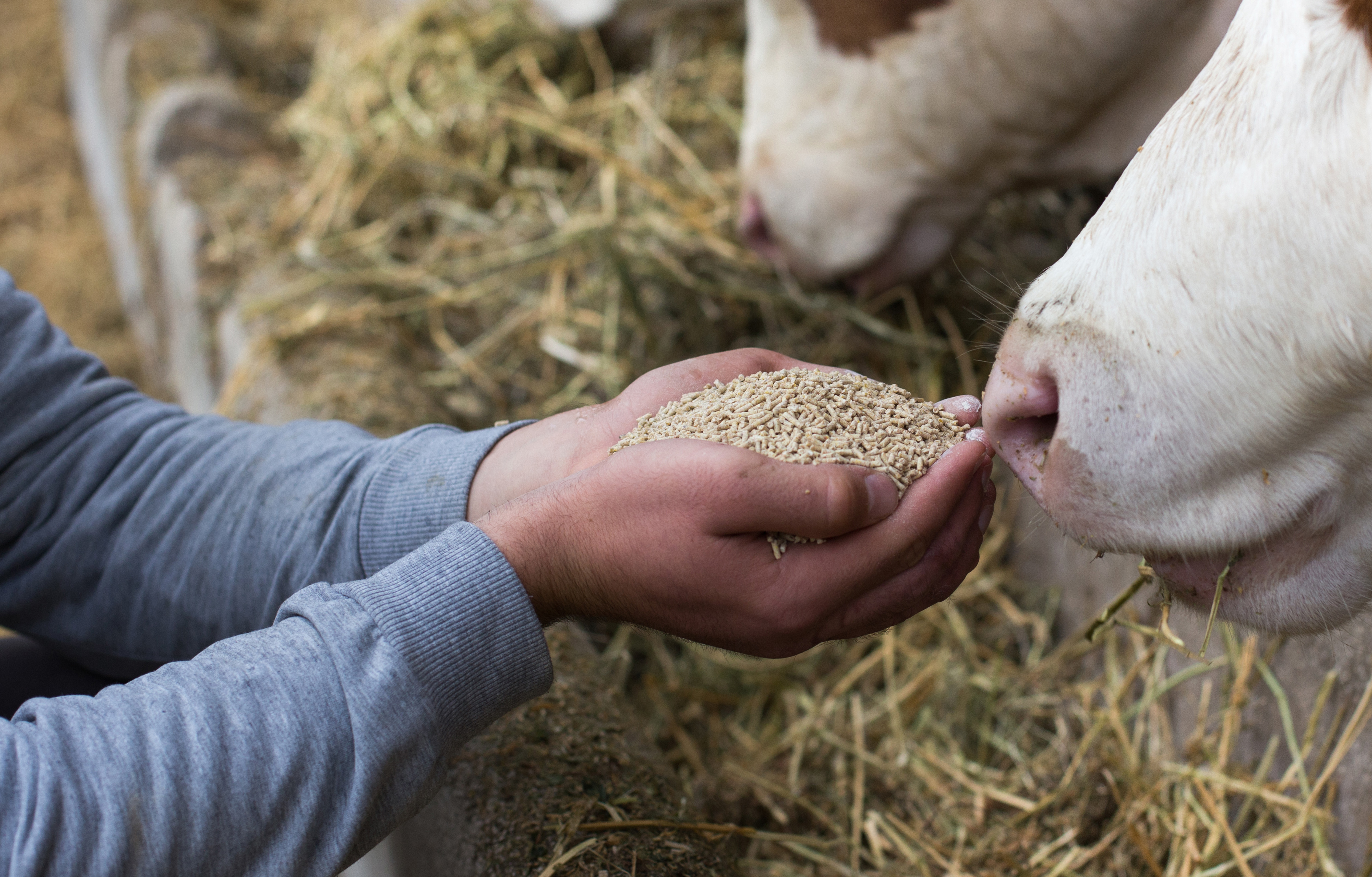 Image of Feeding Cow