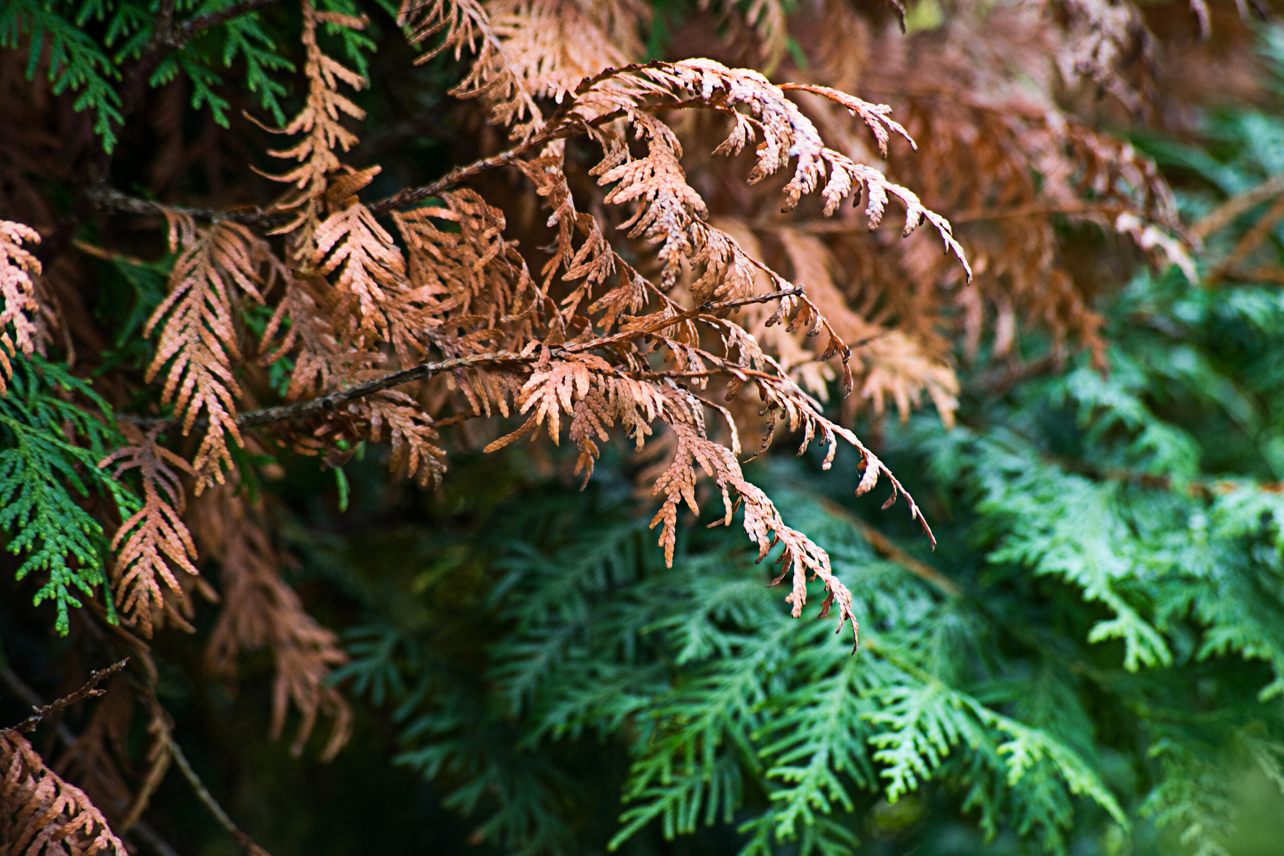 Image of Winterburn on Evergreen Trees