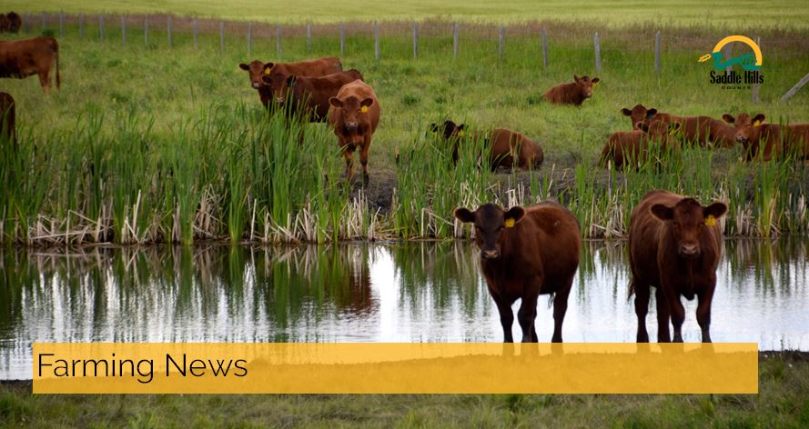 Image of Cattle at Watering Hole