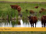Image of cattle by watering hole