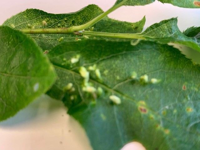 Image of Gall