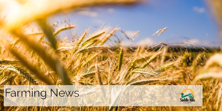 Image of wheat field