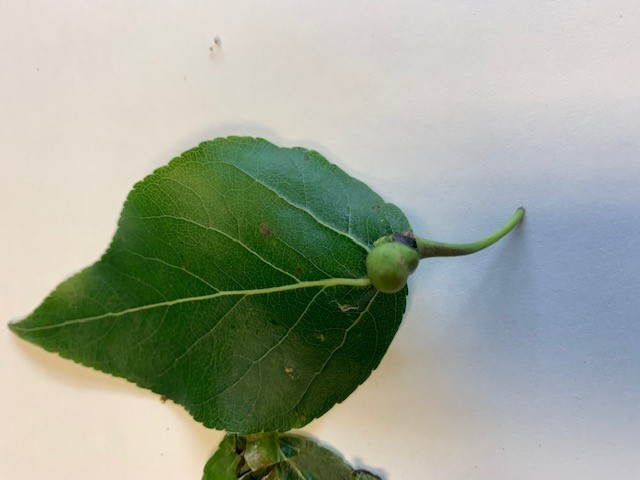 Image of Gall