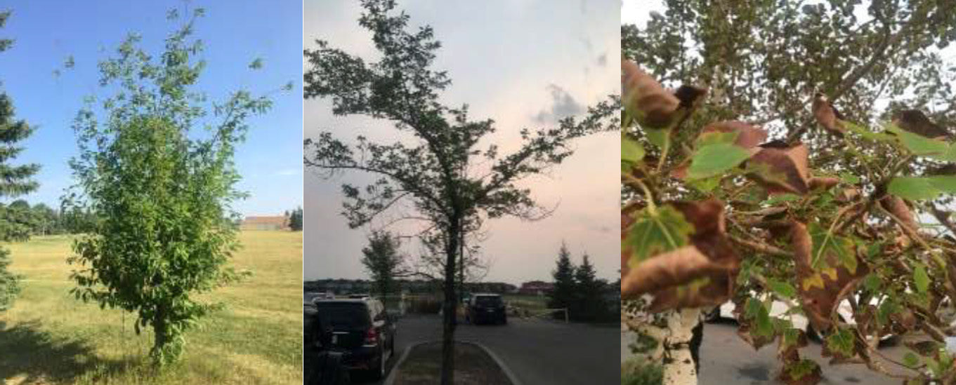 Images of drought impacted trees