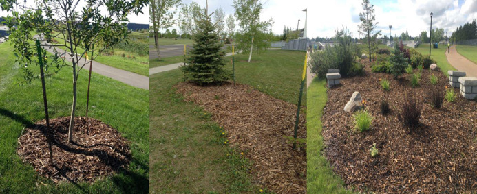 Three images of trees with mulch rings around the base