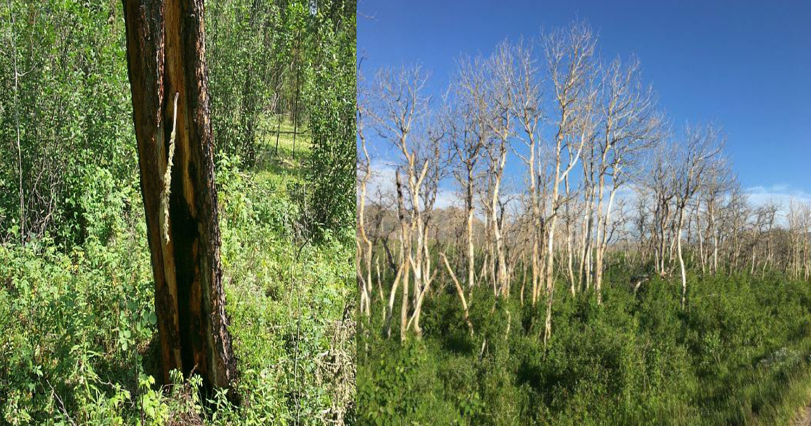 Image of Forest Regeneration